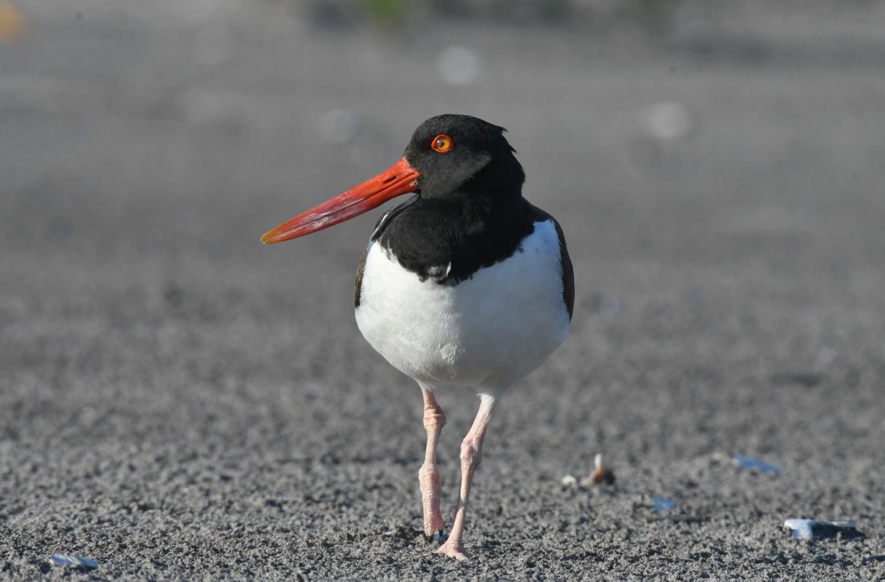 Community Bird Walk preview